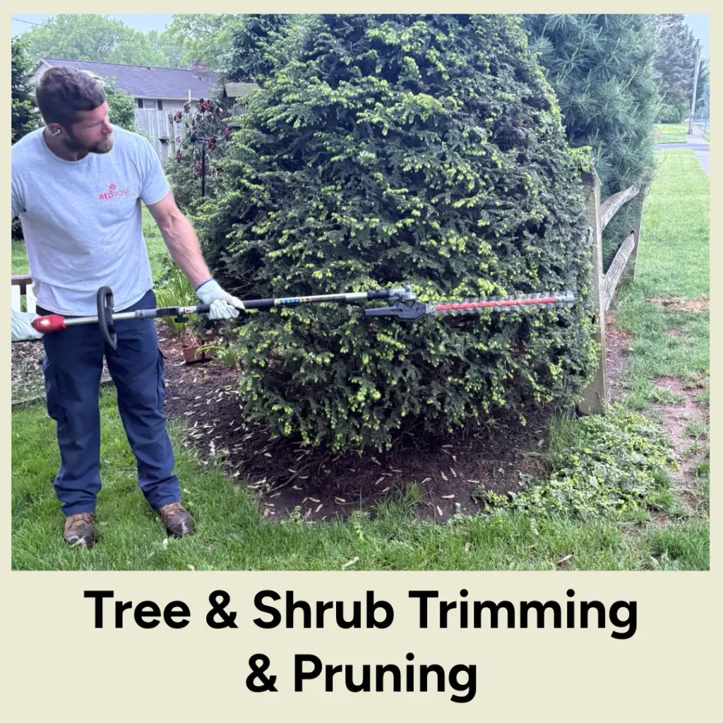 tree trimming